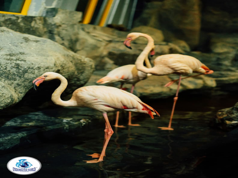 Flamingo in underwater world Langkawi