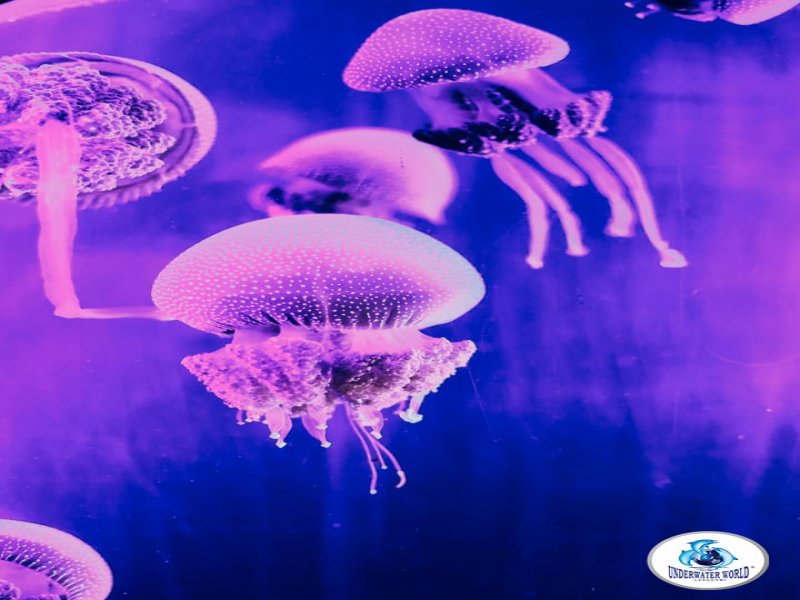 Jelly fish tank in underwater world Langkawi
