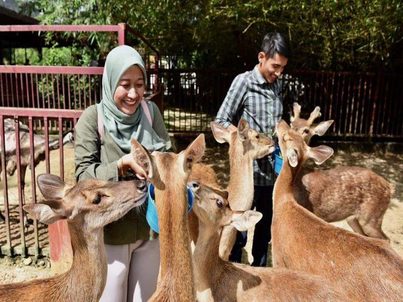 Tourists feeding deer at Wildlife Park Langkawi